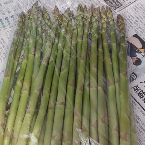 出雲の夏アスパラ　クール便　2キロ　S〜L まぜまぜ