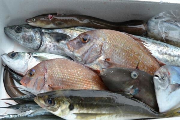 淡路島産天然鮮魚セット3人前 贈与