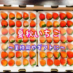 【サイズ別】青森県下北産　夏秋いちご「赤い妖精」35玉