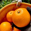 The citrus【Beni HASSAKU】