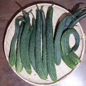 自然栽培（無肥料・無農薬・無除草剤）の四葉きゅうり