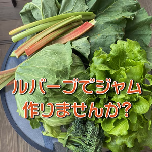 ルバーブ+季節の野菜