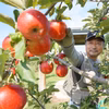 特別栽培の希少な夏りんご 未希ライフ 低農薬で皮ごと安心！キズなし良品