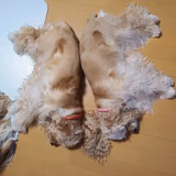 アメリカンコッカーハウス