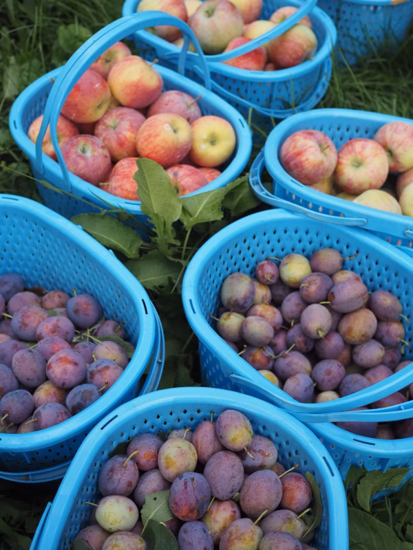 シナノリップ＆プルーン（サマーキュートミックス）/冷蔵便にて発送