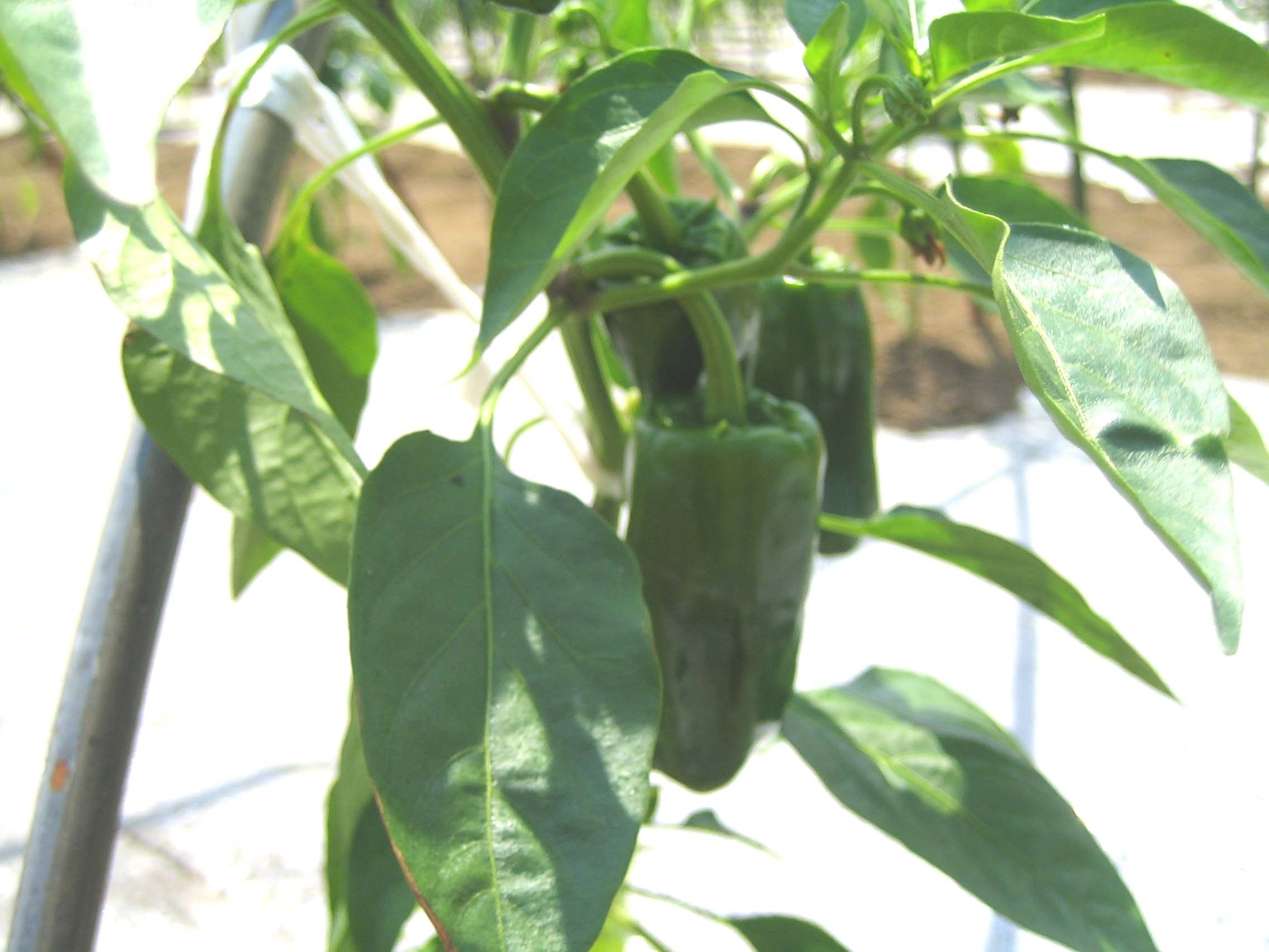 千葉県富里市｜究-kiwame-｜高橋邦延さんの生産者プロフィール