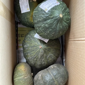 かぼちゃ品種色々５個以上セット 農薬不使用 夏野菜もお入れし ９月から順次お届け