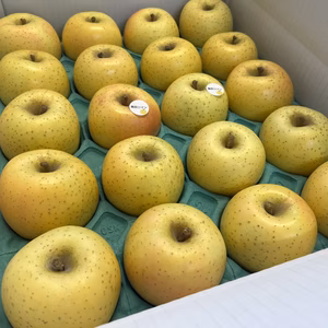 【ロマンシリーズ】　藤原ロマン　家庭用小玉 約5kg（20～23玉）