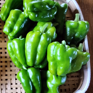 ピーマン　約1キロ（16〜25個）　旬の野菜のおまけ付き