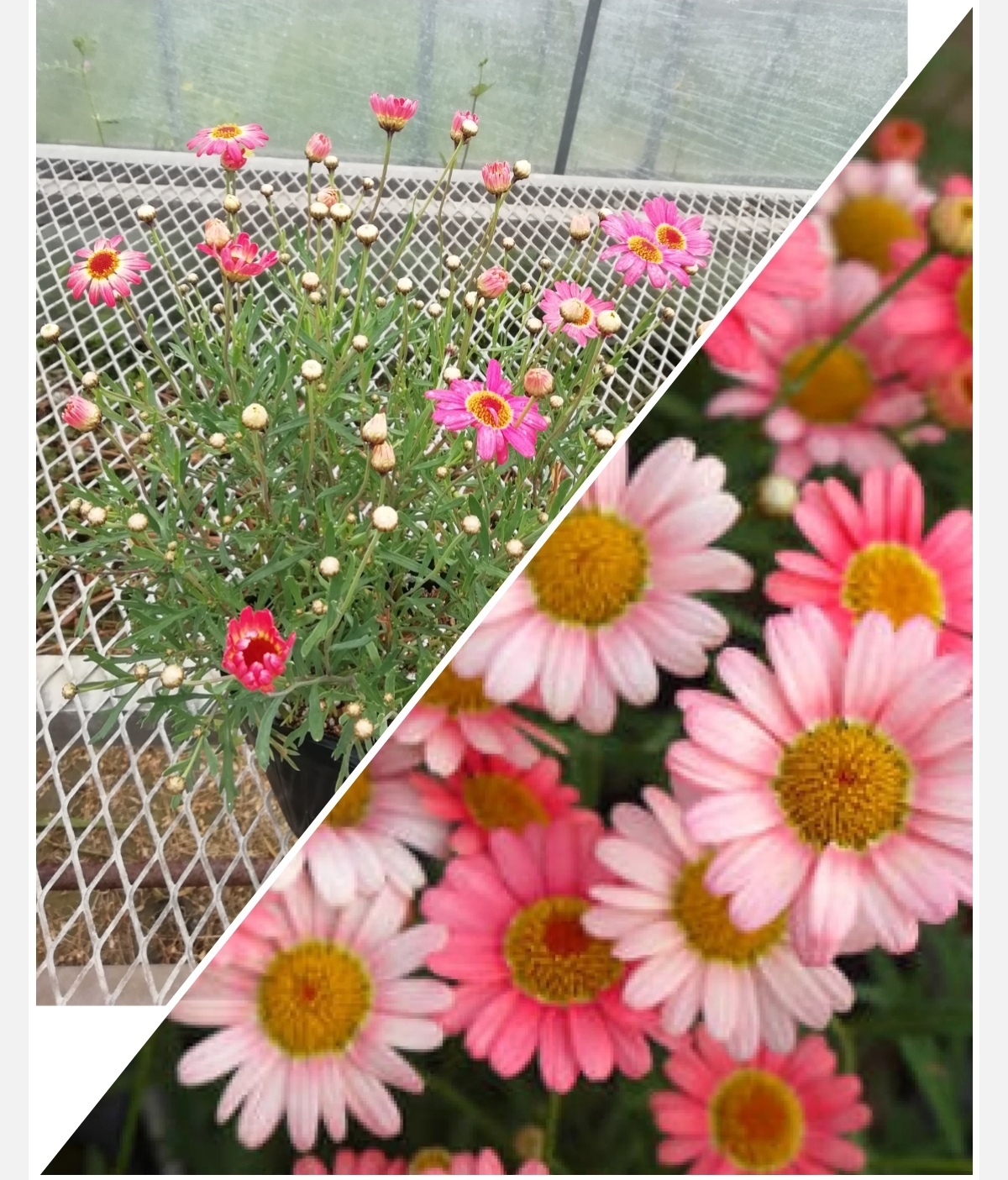 四季咲マーガレット モリンバ ウオーターメロン 12 鉢仕立て 農家漁師から産地直送の通販 ポケットマルシェ