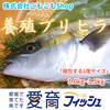 【ハイブリッド魚種】朝どれ鮮魚『養殖ブリヒラ』神経〆付