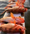 釣りたてウスメバル  鮮魚　最安値に挑戦中