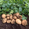 新じゃが春じゃがいも(ニシユタカ) 無農薬 掘りたて10kg Mサイズ 土付き