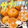 サプラ伊豆！温州みかん【減農薬】お得な9kg