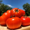 朝どり完熟王様トマト