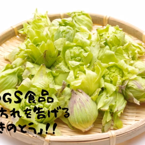 雪国春一番の「ふきのとう」 １５０ｇ