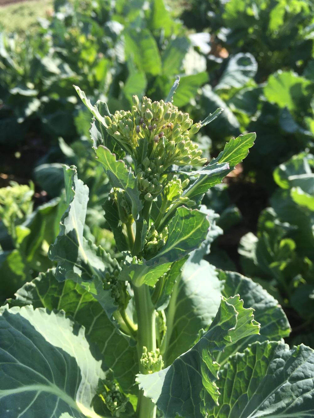 コロナを乗り切れ 応援出品 キャベツ菜花詰め合わせ セット 農家漁師から産地直送の通販 ポケットマルシェ