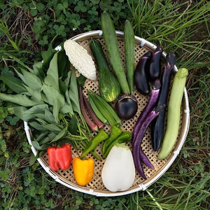 夏の野菜セット（クール便）