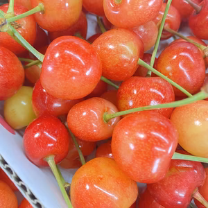 山形県産さくらんぼ♡食べきりサイズ♡佐藤錦♡