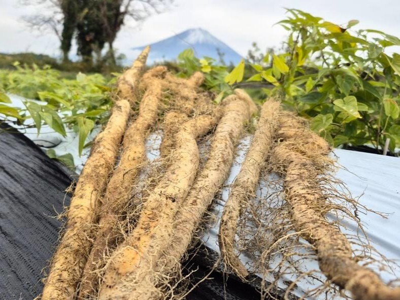 2kg⭐️訳あり⭐️自然薯⭐️《超特価！》｜その他の根菜・土物類の