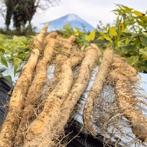 1kg⭐️訳あり⭐️自然薯⭐️《超特価！》