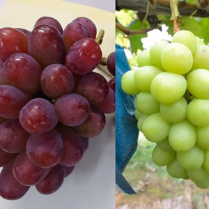 樹上完熟！岡山県備前市産びぜん葡萄【紫苑・シャインマスカット】　各１房