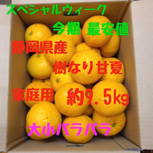 静岡県産　樹なり甘夏　家庭用　約9.5㎏