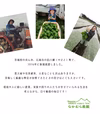 【本日最終！13時締切】有機にんにくの芽！蕾付き！増量！希少在来種！