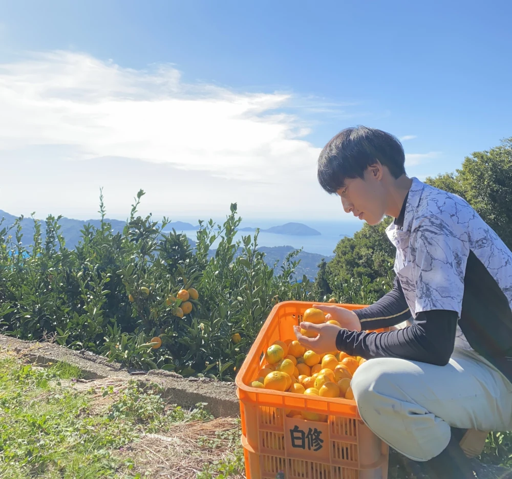 【冬の味覚・コク甘みかん❗️】愛媛県産みかん （5kg）大玉　ご家庭用