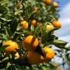 【熱海産♨農薬不使用】“紅”ニューサマーオレンジ 約4kg