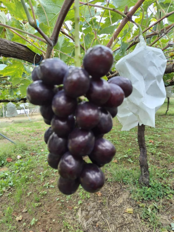 【幻の牧丘天空マスカットノワール】黒いシャインの異名を持つ激レア品種☆2026年