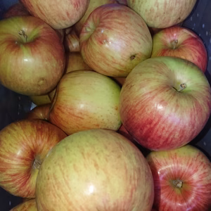 ＊格安在庫処分価格！りんご(家庭用サンつがる)