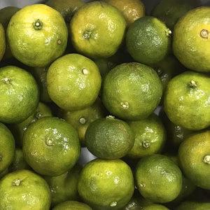 【栽培期間中農薬不使用】熊本産シークワーサー