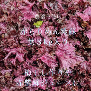 農薬不使用　赤紫蘇　葉　　　3kg