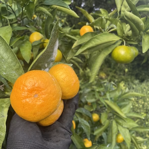 食欲の秋にピッタリ、甘くて爽やかみかん‼︎中山農園の日南