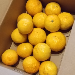 媛小春(ひめこはる)【農薬不使用】