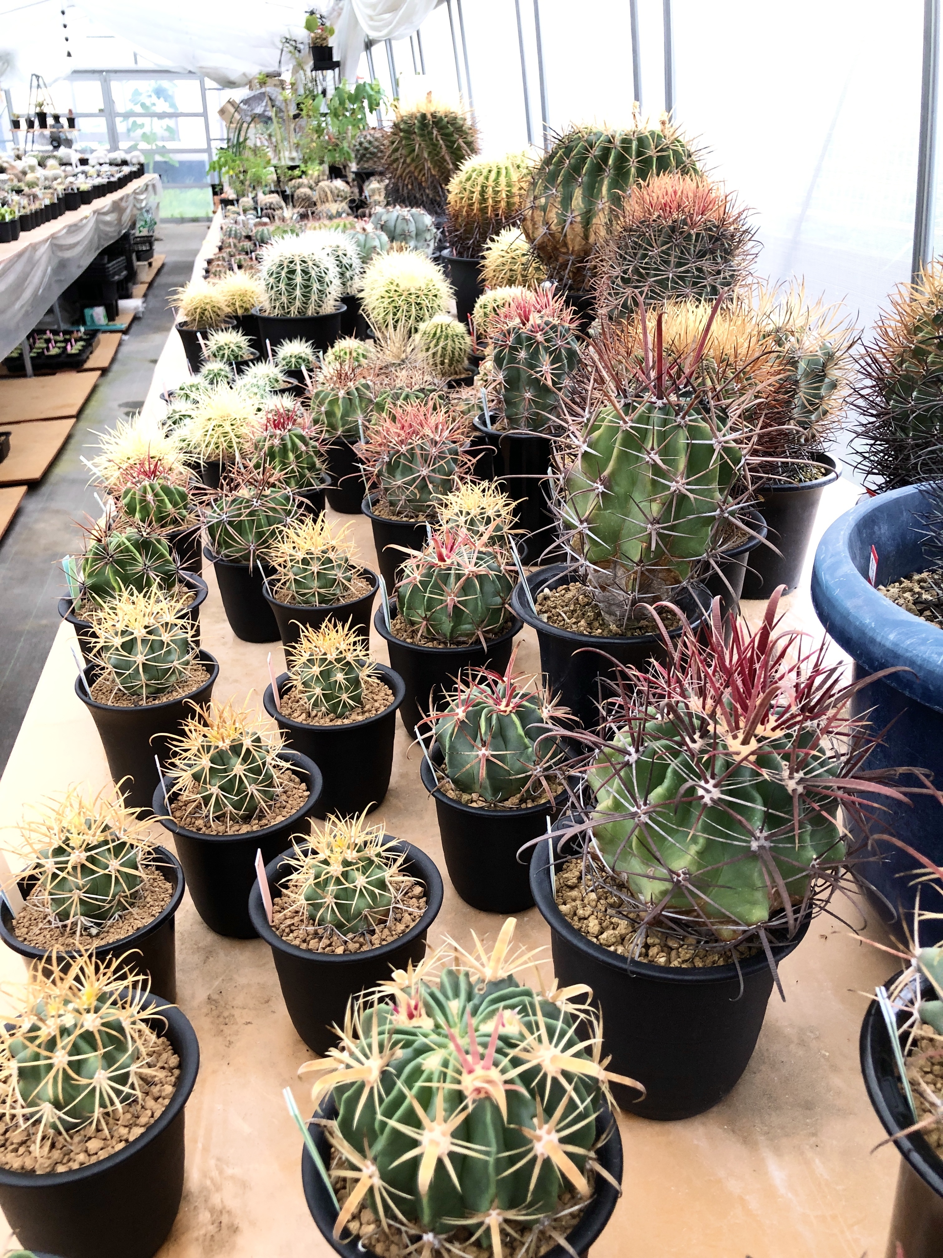 サボテンさん　専用