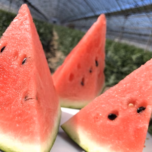 【父の日ギフト】熊本植木産　大玉すいか