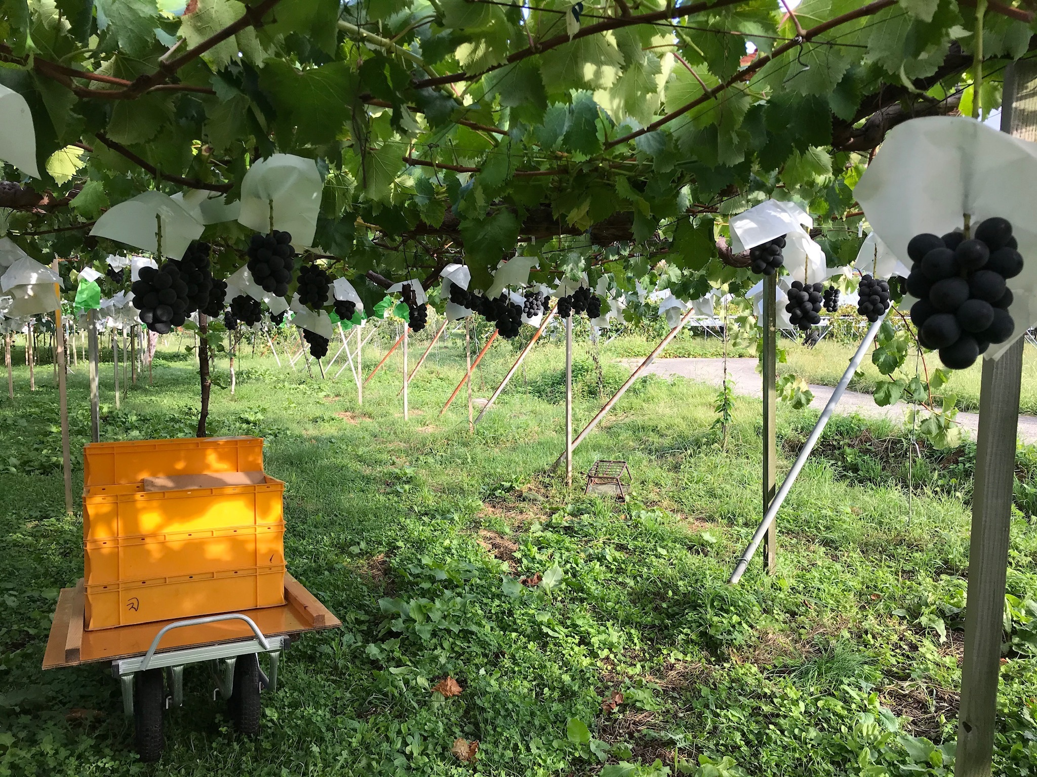 ハーちゃん農園♡さん専用 長野県下高井郡山ノ内町｜きっちゃん農園｜吉瀬裕章さんの生産者