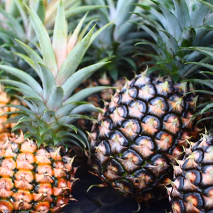 【予約】6月出荷・西表島の完熟ピーチパイン