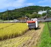 9月初旬より出荷開始、有機肥料栽培「なつほのか」白米10キロ（玄米対応可）