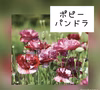 超希少品種★大輪ポピーパンドラ★耐寒性植物９センチポット苗5苗より