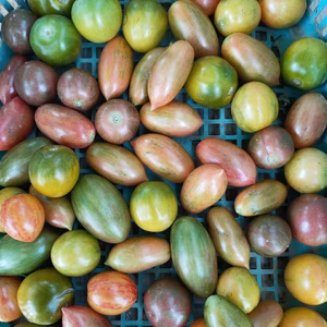 ミニトマトの宝石箱2021 ＋オマケ野菜　 農薬化学肥料不使用