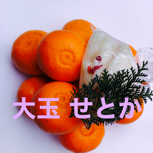 大玉''せとか" 〜酸味と甘み溢れる柑橘界の大トロ〜