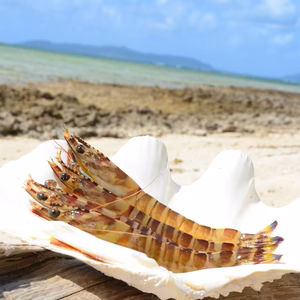 12/7(日)送料無料キャンペーン‼ｻｲｽﾞ竹富島産 冷凍車エビ 1㎏　小サイズ