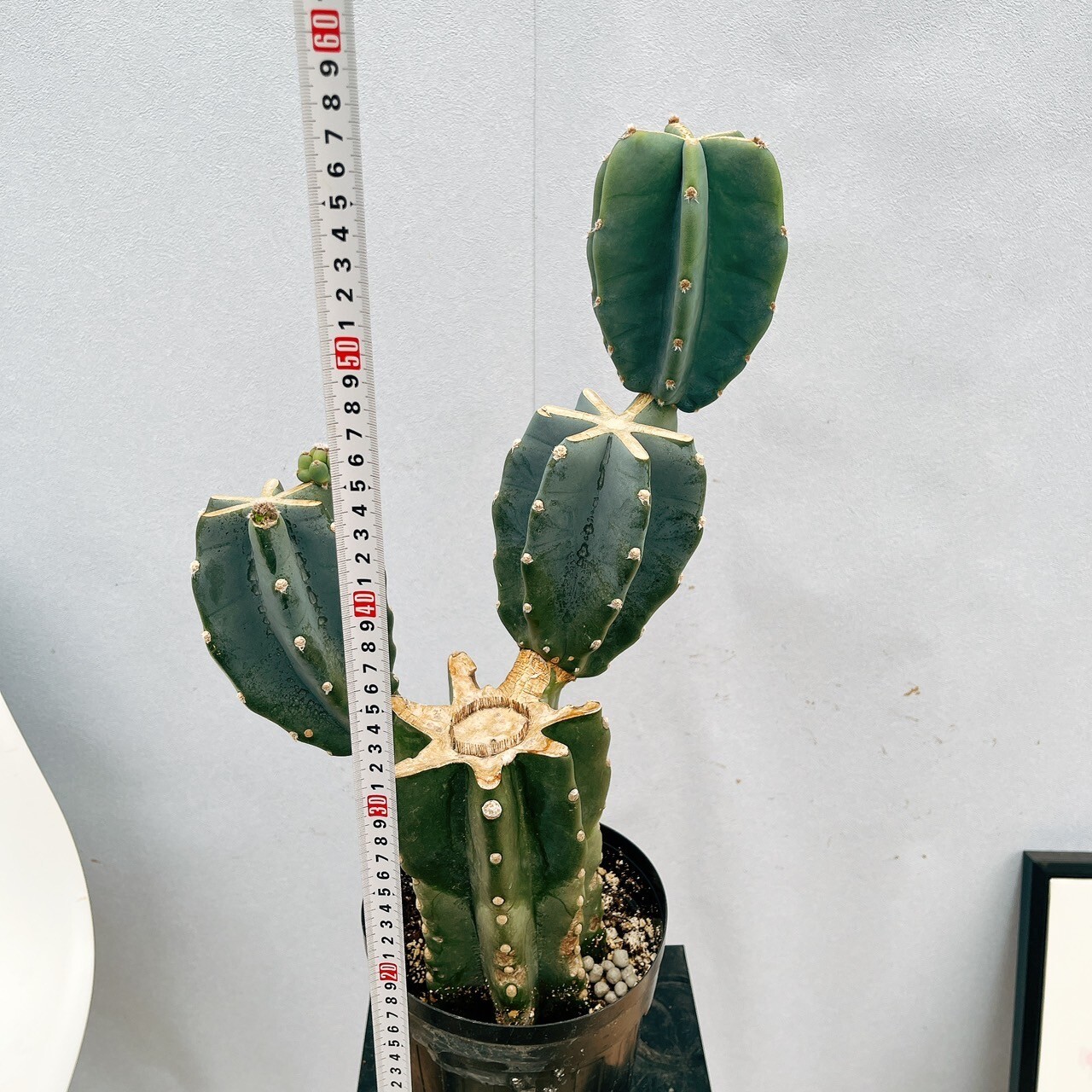 越冬済み　柱サボテン 鬼面角　7頭発根　サボテンブランチ　ブランチ　ロストラータ 越冬済み 柱サボテン 鬼面角 7頭発根 サボテンブランチ ブランチ