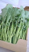 【２月発送予約】三陸からお届け！三陸つぼみ菜【常温便】