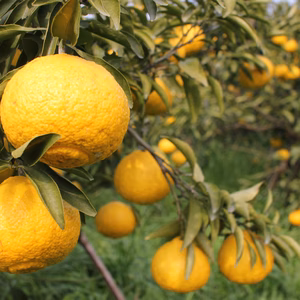 ご家庭用訳あり　はるか