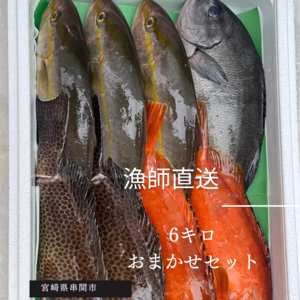 朝どれ6キロセット！！漁師直送