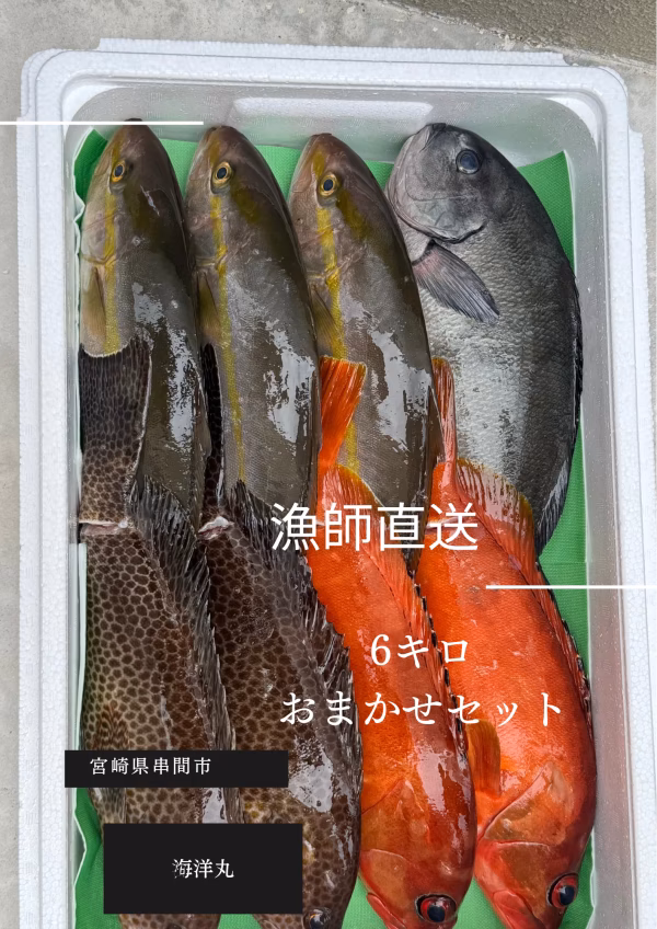 朝どれ6キロセット！！漁師直送